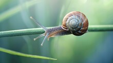 Snail Moving Slowly On Green Plant Stem, Nature Close-Up. AI Generated