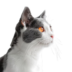 Wall Mural - A stunning cat with vibrant orange eyes stands out against a soft light background set on transparent background