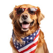 Golden Retriever portrait wearing sunglasses and American flag collar. Isolated over white transparent background