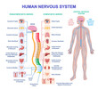 Human Nervous System Diagram. Medical infographic with sympathetic and parasympathetic nerves connected to organs, brain and spinal cord. Cartoon flat vector illustration isolated on white background