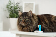 Cute fluffy cat with toothbrushes on table in bathroom, closeup