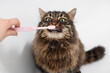 Owner brushing fluffy cat's teeth in bathtub, closeup