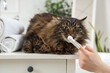Owner brushing cat's teeth on table in bathroom, closeup