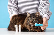 Owner brushing fluffy cat's teeth on table against blue background