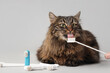 Cute fluffy cat with toothbrushes on light background