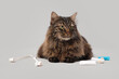 Cute fluffy cat with toothbrushes lying on light background