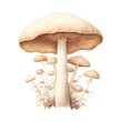 Mushroom isolated on white background. Realistic vector illustration.