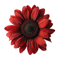 Wall Mural - An eye catching red sunflower stands out on a clean transparent background in this captivating flat lay image captured from a top down perspective isolated against a transparent background