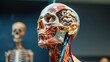 Anatomical model of human head with muscles - Medical display of a human anatomical model showing detailed muscles and head structure
