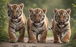 View of ferocious wild tiger cubs in nature