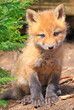 Red fox baby portrait, Canada