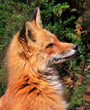 Red fox profile portrait with green background 