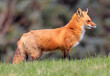 Red fox profile portrait close-up with green grass foreground