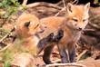 Portrait of young red foxes playing near their den with green fir branches on the foreground, Canada