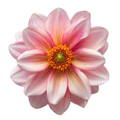 Canvas Print - An isolated transparent background showcases a vibrant pink flower flaunting a sunny yellow center