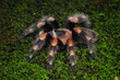 Hamorii tarantula on a grass, Animals closeup