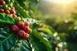 Fresh Coffee Cherries in Sunlit Plantation. Bright red coffee cherries glisten with morning dew against the verdant backdrop of a sun-kissed coffee plantation.