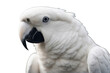 © wafi - parrot photo digital white manipulation paint isolated wing dreamy feather bird on animal yellow amazon perch drawing digital1 macaw black and ink fantasy up beak colours gold close colourful blue