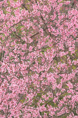 Wall Mural - Phaya suae flower or sakura flower in Thailand