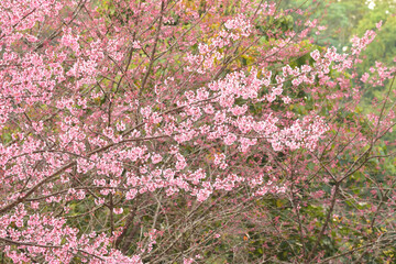 Wall Mural - Phaya suae flower or sakura flower in Thailand