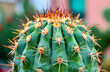 Closeup of the top part of a cactus with many spines