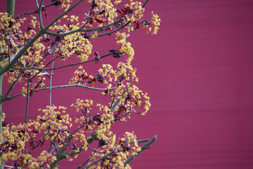 Wall Mural - Red maple female tree covered with small yellow blossoms