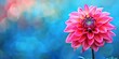 A stunning pink dahlia flower stands out with intricate petals against a serene blue bokeh background.
