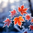 a selective of maple leaves in hoar frost 