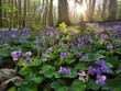 Vibrant Violets - Serenity - Springtime Splendor - A carpet of delicate violets blooming in a sun-dappled woodland 
