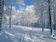 Winter Forest - Serenity - Snowy Silence - A serene winter forest blanketed in fresh snow, with trees standing tall amidst the quiet stillness of the season