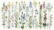 Collection of wildflowers vector graphics, featuring herbs, herbaceous flowering plants, blooming flowers, and subshrubs isolated on a white background, with detailed botanical illustrations.