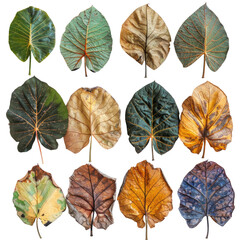 Wall Mural - Different types of Colocasia esculenta dry leaves isolated on transparent background