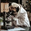 Pug in a scientist lab coat looking through a microscope