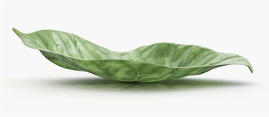 Wall Mural - Leafshaped bowl resembling a green plant on a white background
