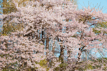 Wall Mural - Beautiful sakura flower (cherry blossom) in spring. sakura tree flower on blue sky.