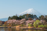Fototapeta Miasta - Japan beautiful landscape Mountain Fuji cherry blossom sakura at Lake kawaguchiko in japan.