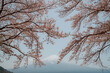 Japan beautiful landscape Mountain Fuji cherry blossom sakura at Lake kawaguchiko in japan.