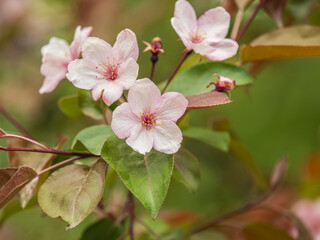 Wall Mural - Fresh pink flowers of a blossoming apple tree with blured background