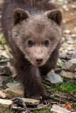 Fototapeta Sawanna - Young brown bear cub in the forest. Animal in the nature habitat