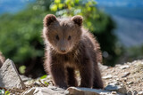Fototapeta Sawanna - Brown bear cub walking across rocky hillside