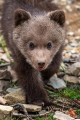 Wall Mural - young brown bear cub in the forest. animal in the nature habitat