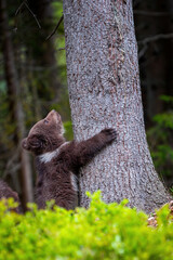 Wall Mural - young brown bear cub in the forest. animal in the nature habitat