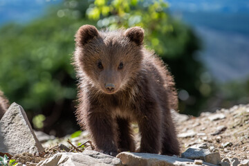 Wall Mural - brown bear cub walking across rocky hillside