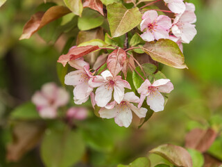 Wall Mural - Fresh pink flowers of a blossoming apple tree with blured background