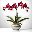 orchid in vase isolated on white.AI