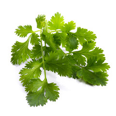 Sticker - Coriander leaf isolated on a white background.