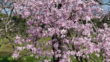 Sticker - Silk Floss Tree