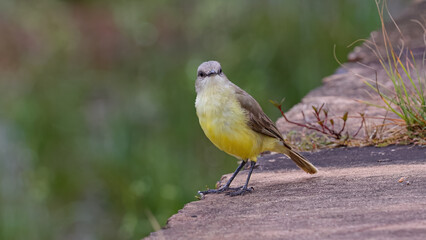 Poster - Adult Cattle Tyrant Bird