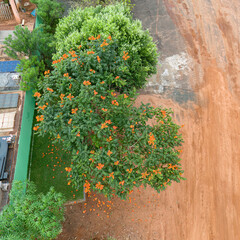 Poster - African Tulip Tree Flowers