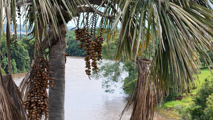 Wall Mural - fruits of the buriti palm tree